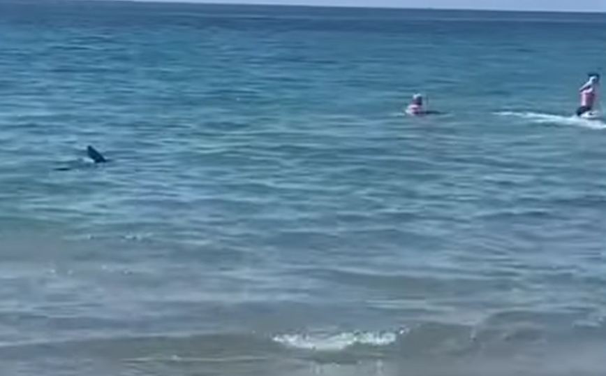 Καρχαρίας σκόρπισε τον τρόμο σε παραλία στην Ισπανία – Βίντεο με τις στιγμές πανικού