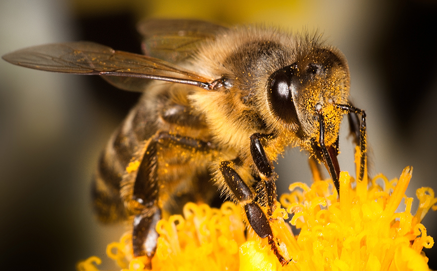 Πώς τσιμπάει η μέλισσα και για ποιους είναι επικίνδυνο &#8211; Απελευθερώνεται δηλητήριο και οι «μύες μοιάζουν με ζόμπι»
