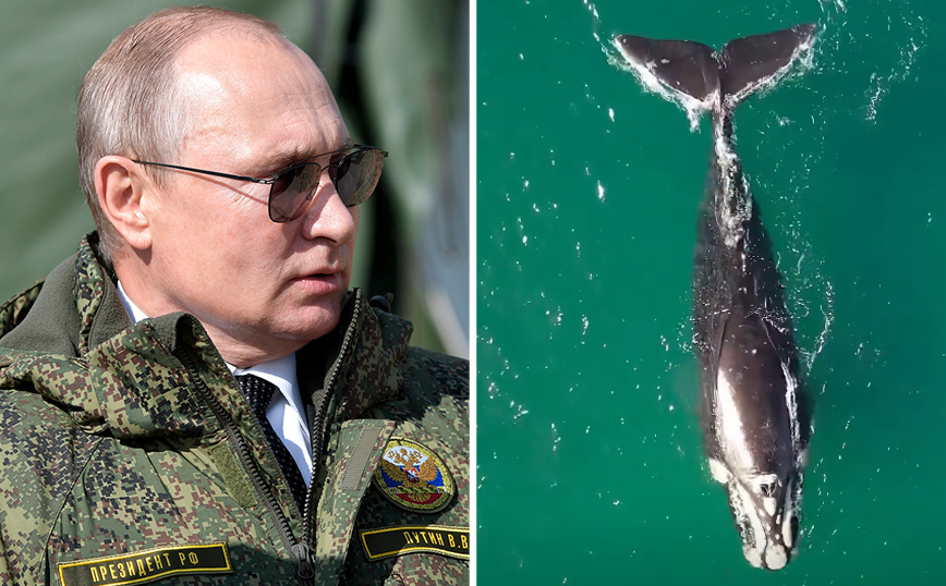 Η Ρωσία ενίσχυσε την ασφάλεια της με&#8230; δελφίνια &#8211; Τα θηλαστικά προστατεύουν τη ρωσική βάση της Σεβαστούπολης