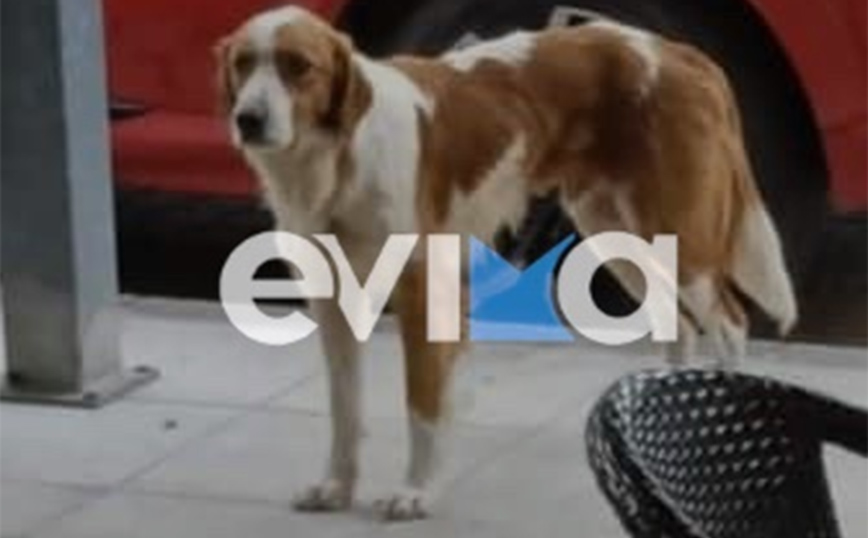 Κτηνωδία στην Εύβοια: Πυροβόλησαν αδέσποτο σκυλάκι &#8211; μασκότ της Κύμης και οι γιατροί δεν κατάφεραν να βγάλουν τη σφαίρα