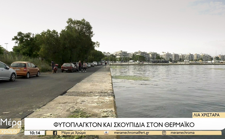 Γέμισαν με λευκές μέδουσες και σκουπίδια τα νερά του Θερμαϊκού στη Θεσσαλονίκη