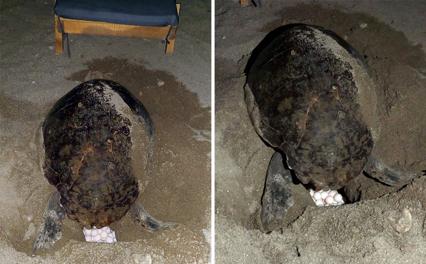 Χελώνα στο Ρέθυμνο γέννησε τα αυγά της ανάμεσα στις ξαπλώστρες και τις ομπρέλες της παραλίας