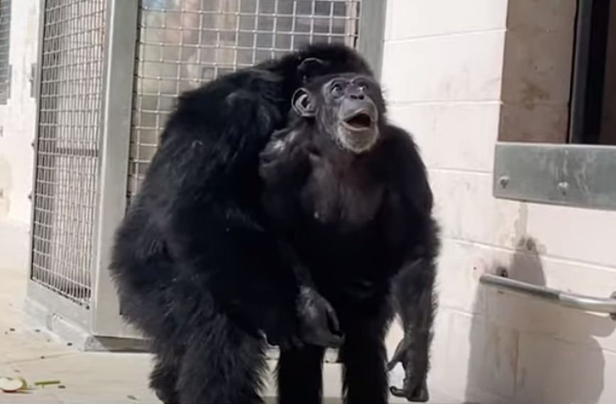 Χιμπατζής που πέρασε τη ζωή του σε κλουβί βλέπει για πρώτη φορά τον ανοιχτό ουρανό – Το συγκινητικό βίντεο
