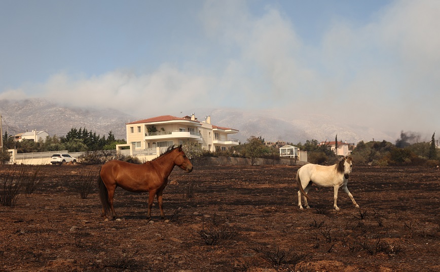 Φωτιά στον Νέο Κουβαρά Αττικής: Μεγάλη επιχείρηση για τον απεγκλωβισμό ζώων &#8211; Αναζητούνται οχήματα