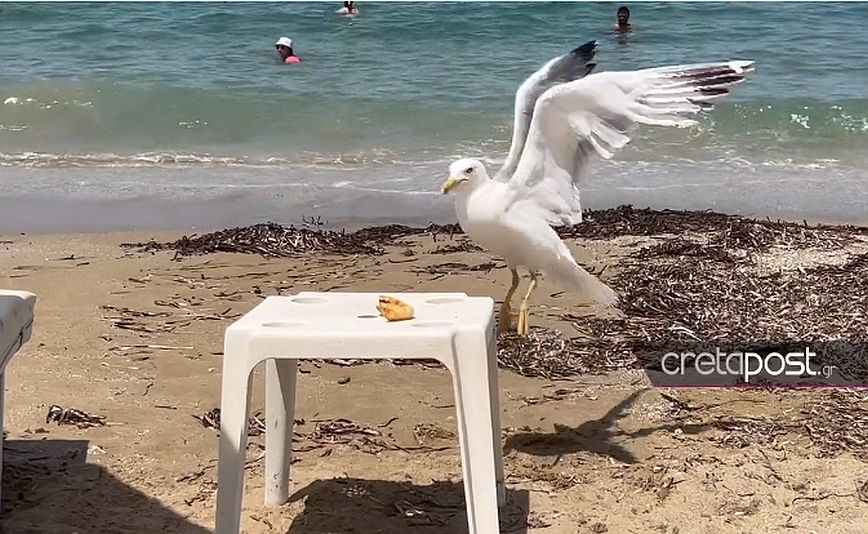 Γλάρος «ελαφροχέρης» κλέβει κρουασάν με τρόπο από λουόμενους σε παραλία του Ηρακλείου
