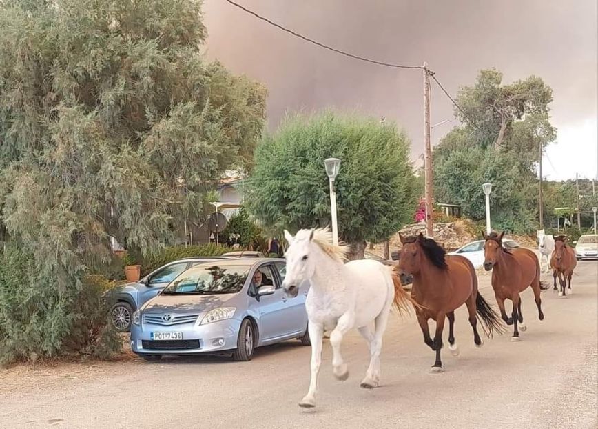 Άλογα τρέχουν να γλιτώσουν από τη φωτιά στη Ρόδο