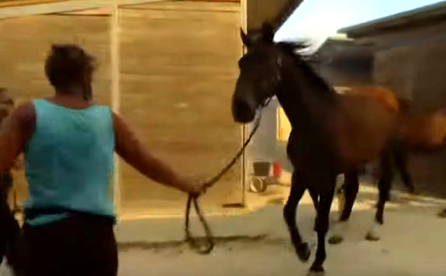 Το βίντεο του Reuters από τη φωτιά στην Ανάβυσσο: Η στιγμή που τα άλογα εγκαταλείπουν τον ιππικό όμιλο
