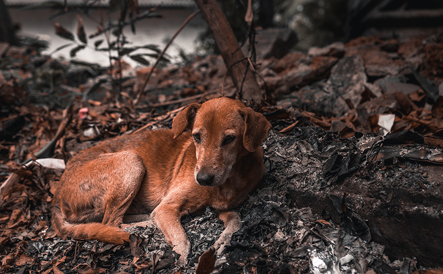 Παρέμβαση εισαγγελέα για το καταφύγιο ζώων στο Λαγονήσι που έγινε στάχτη από τη φωτιά στον Νέο Κουβαρά