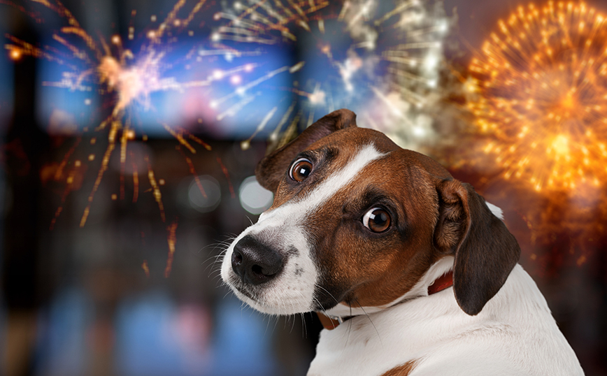 Ο λόγος που τα σκυλιά φοβούνται τα πυροτεχνήματα και τι να κάνετε για να τα καθησυχάσετε