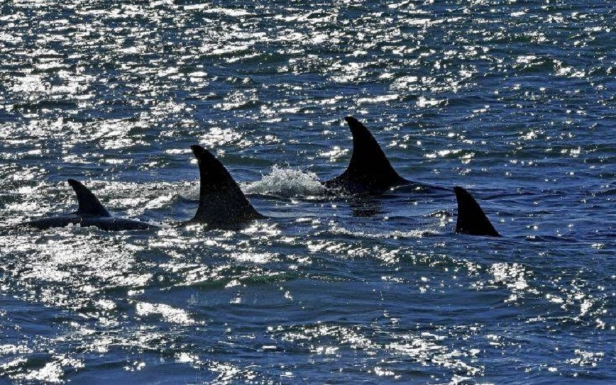 Επιβάτες κρουαζιέρας είδαν κατά τη διάρκεια του ταξιδιού να σφαγιάζονται 78 φάλαινες στα Νησιά Φερόε