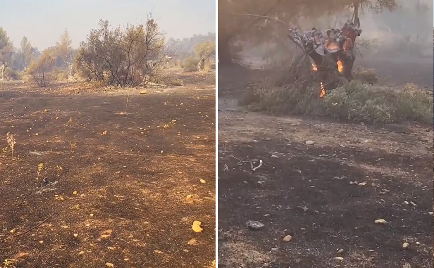 Βίντεο με απεγνωσμένο μελισσοκόμο που η φωτιά έκανε στάχτη τα μελίσσια του &#8211; «Όλα εδώ έχουν καεί»