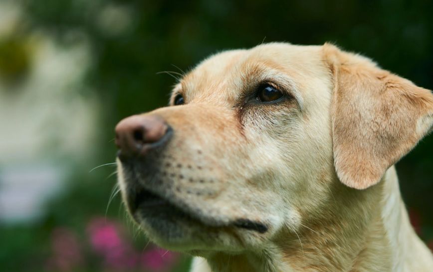 Τραγικό περιστατικό στην Πτολεμαΐδα: Σκύλος πέθανε ακαριαία μυρίζοντας δόλωμα με υδροκυάνιο