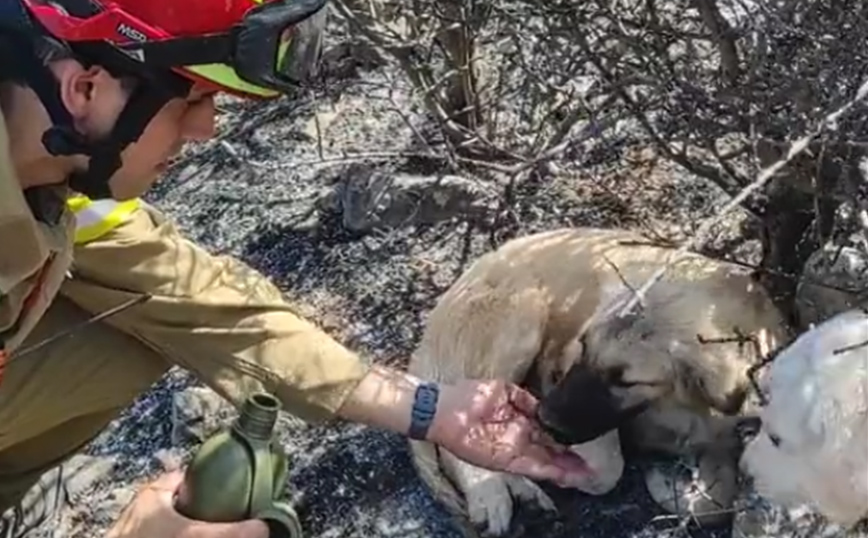 Η συγκινητική στιγμή που πυροσβέστης δίνει νερό σε δύο σκυλάκια που σώθηκαν από τη φωτιά στα Δερβενοχώρια