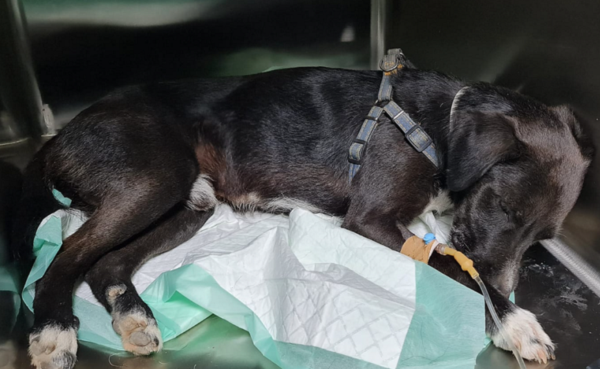 Αποτροπιασμός από κακοποίηση ζώου στο Ηράκλειο: Έδεσαν με tire up γεννητικά όργανα σκύλου για να τον ευνουχίσουν