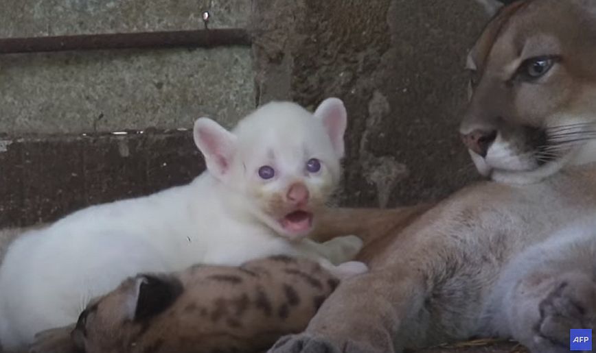 Σπάνιο είδος αλμπίνο πούμα γεννήθηκε σε ζωολογικό κήπο στη Νικαράγουα