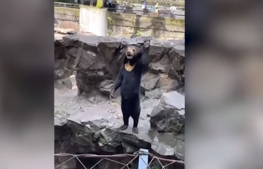 Η «ανθρώπινη αρκούδα» που στέκεται όρθια και χαιρετά &#8211; Το βίντεο που δεν έπεισε και οι απαντήσεις ειδικών