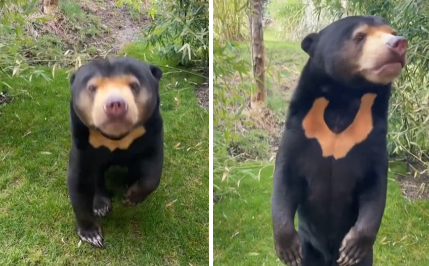 Ζωολογικός κήπος στην Αγγλία: Έχουμε και εμείς αρκούδα που στέκεται σαν άνθρωπος