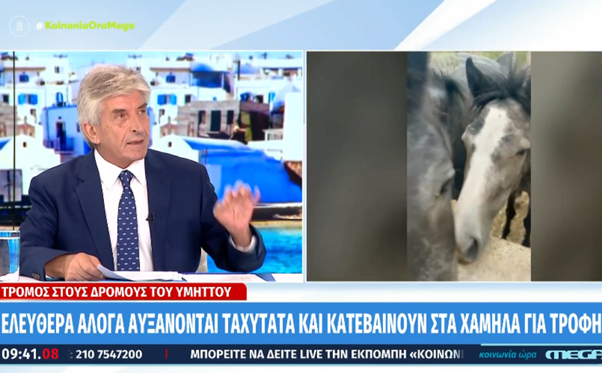 Αυξάνονται τα άλογα που κατεβαίνουν από τον Υμηττό για να βρουν τροφή &#8211; «Είναι ήμερα» λέει ο δήμαρχος Κρωπίας