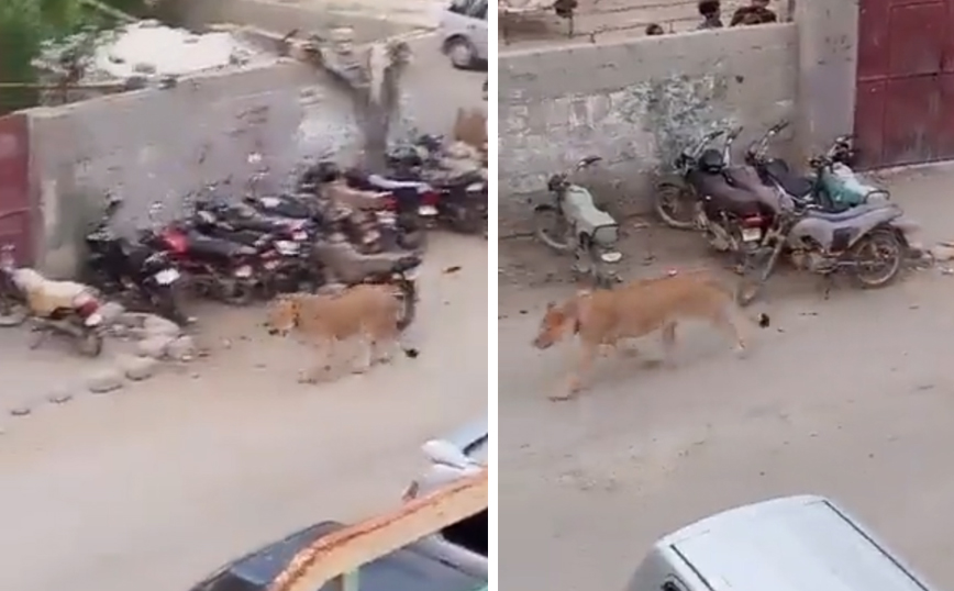 Λιοντάρι δραπέτευσε από αυτοκίνητο και κυκλοφορούσε αμέριμνο για δύο ώρες στο Καράτσι