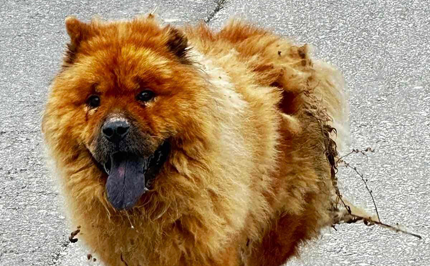 Απίστευτο περιστατικά κακοποίησης ζώου στα Χανιά: Έριξαν καυστικό υγρό στην πλάτη σκύλου