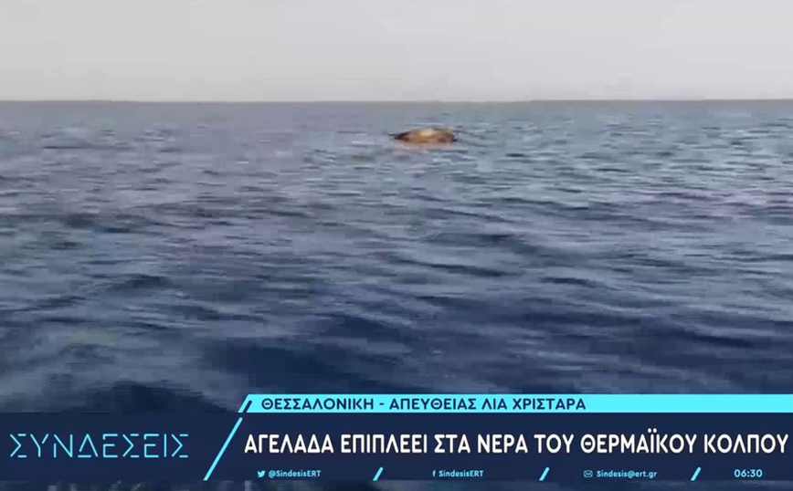 Νεκρή αγελάδα επιπλέει στα νερά του Θερμαϊκού &#8211; Εκτιμάται ότι είναι από την περιοχή της Θεσσαλίας