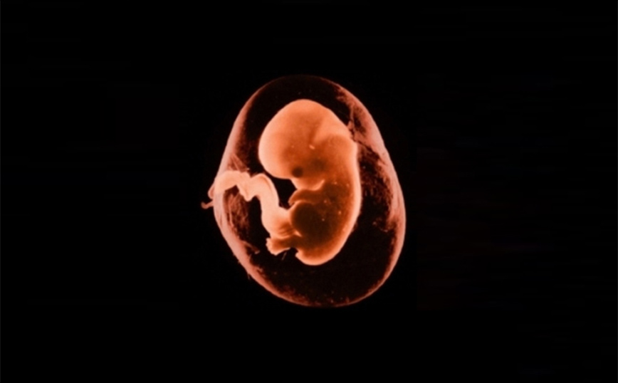 Επιστήμονες ανέπτυξαν δομές παρόμοιες με το ανθρώπινο έμβρυο χωρίς να χρησιμοποιήσουν σπέρμα και ωάριο