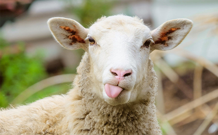 Πρόβατα στη Μαγνησία «εισέβαλαν» σε θερμοκήπιο και έφαγαν 100 κιλά κάνναβη &#8211; Ο βοσκός τα είδε να συμπεριφέρονται παράξενα