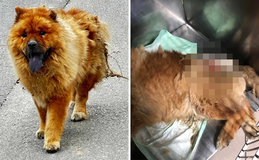 Κτηνωδία στα Χανιά – Σοκαριστικές εικόνες με την επίθεση σε σκύλο με καυστικό υγρό