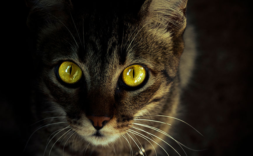 Οι γάτες μπορούν να λάμπουν στο σκοτάδι &#8211; Πού οφείλεται αυτή η δυνατότητα