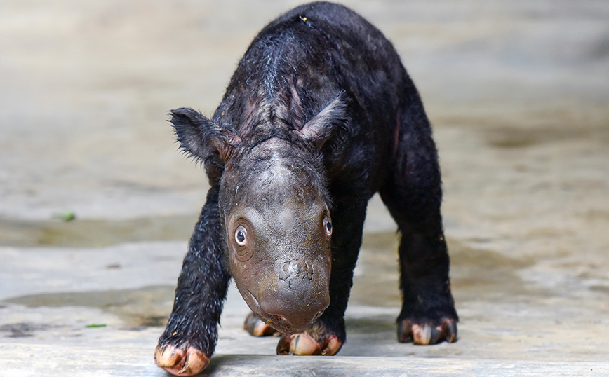 Σπάνιος ρινόκερος γεννήθηκε στην Ινδονησία &#8211; Υπάρχουν λιγότεροι από 80 σε όλο τον κόσμο