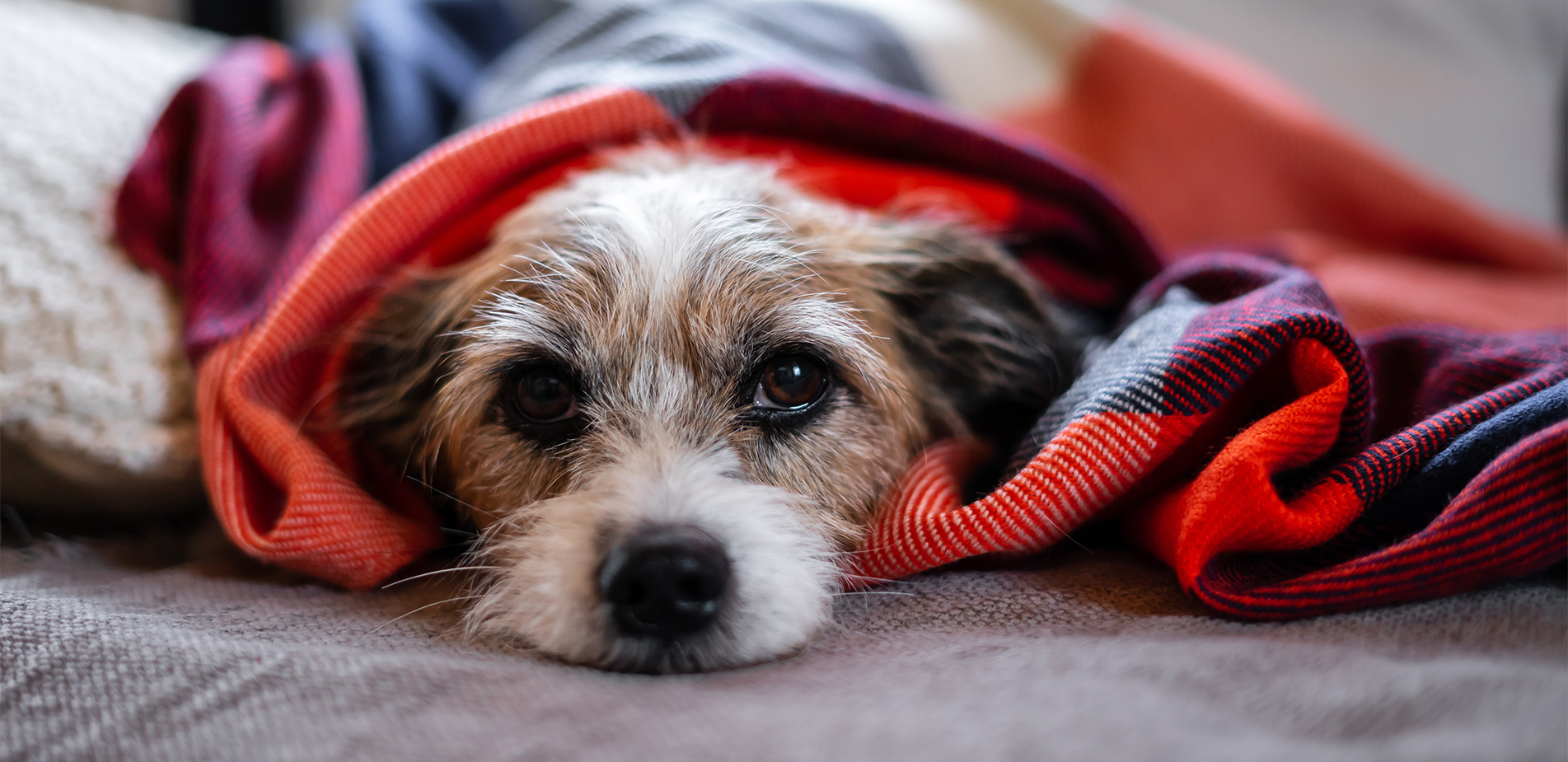 Μυστηριώδης ασθένεια μολύνει τα σκυλιά στις ΗΠΑ &#8211; Τα συμπτώματα που προκαλεί