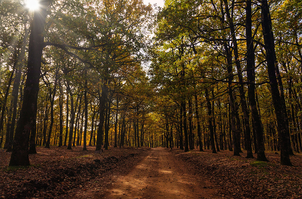 Δάσος Φολόης: Βόλτα στην καρδιά της φύσης, σε έναν προορισμό όνειρο