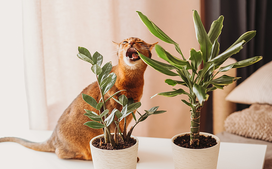 Τα φυτά εσωτερικού χώρου που πρέπει να αποφύγεις αν έχεις γάτες