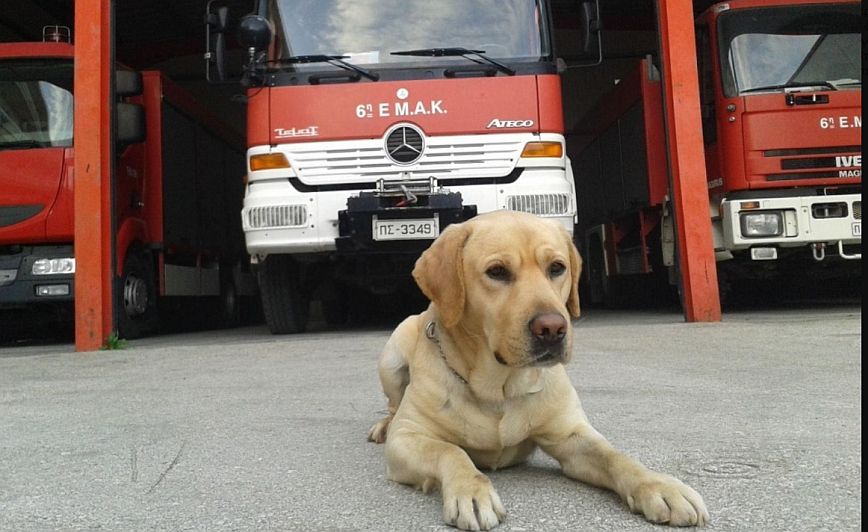 Πέθανε ο διασώστης σκύλος της ΕΜΑΚ, Μαξ &#8211; Είχε εντοπίσει 55 αγνοούμενους σε 110 επιχειρήσεις έρευνας που συμμετείχε