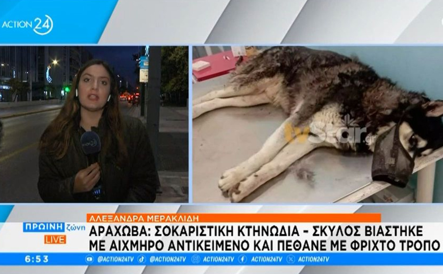 Kτηνωδία στην Αράχωβα: Σκύλος βιάστηκε με αιχμηρό αντικείμενο και πέθανε με φριχτό τρόπο