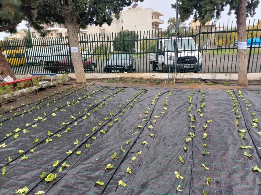 Μαθητές δημοτικού καλλιεργούν λαχανικά και αρωματικά φυτά σε λαχανόκηπο 300 τ.μ. στο σχολείο τους