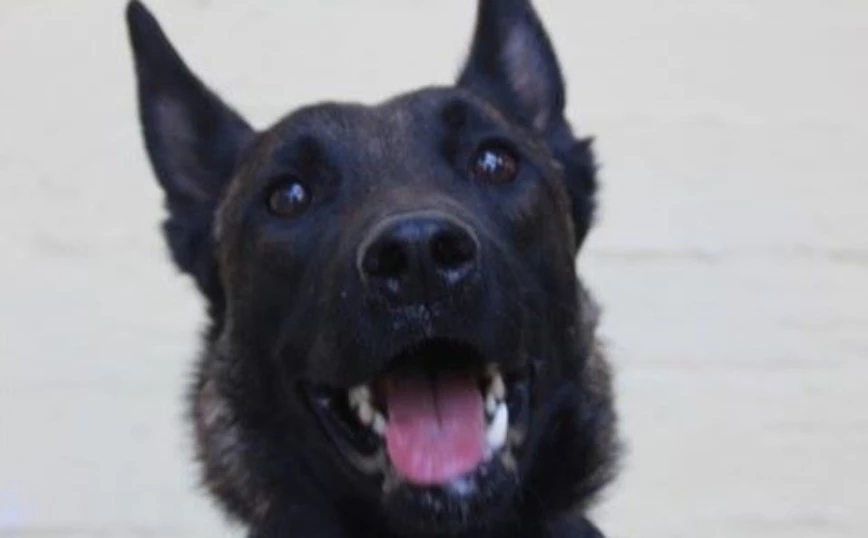 Μεσολόγγι: Πώς ο εκπαιδευμένος σκύλος Echo βρήκε τη σορό του Μπάμπη &#8211; «Άνοιξε απόσταση από εμένα»