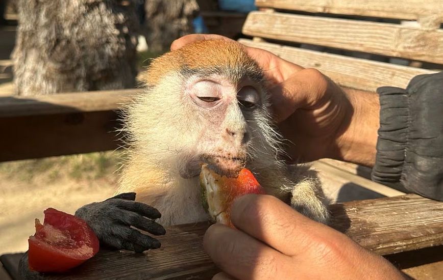 Λωρίδα της Γάζας: Λιοντάρια, πίθηκοι και παπαγάλοι λιμοκτονούν στον ζωολογικό κήπο της Ράφα