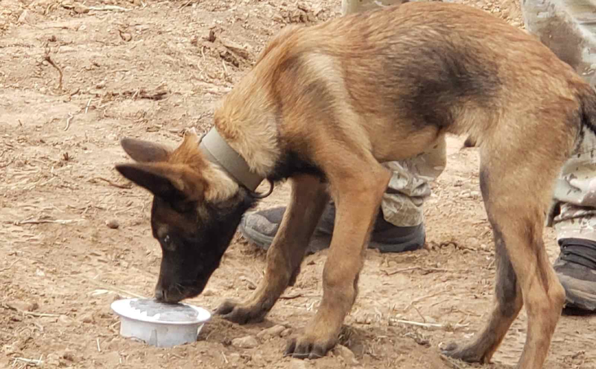 Echo: Ο σκύλος που βρήκε τη σορό του Μπάμπη στο Μεσολόγγι έχει λύσει άλλες 3 υποθέσεις