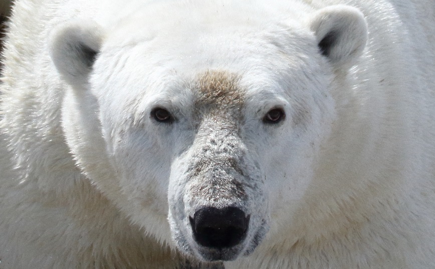 Οι πολικές αρκούδες σε κίνδυνο λιμοκτονίας