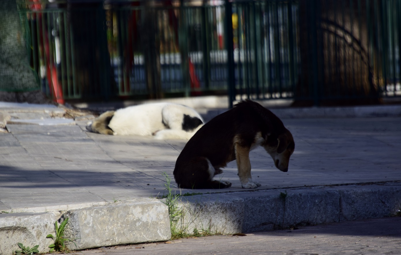 Πιθανή υποψήφια αντιπρόεδρος του Τραμπ πυροβόλησε και σκότωσε σκύλο… ανεπίδεκτο εκπαίδευσης