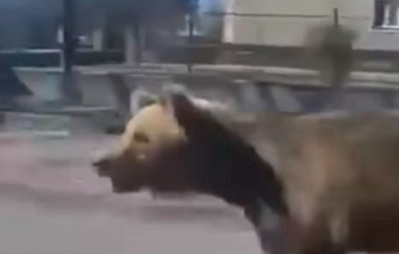 Βίντεο με τη στιγμή που αρκούδα επιτίθεται στο κέντρο πόλης στη Σλοβακία