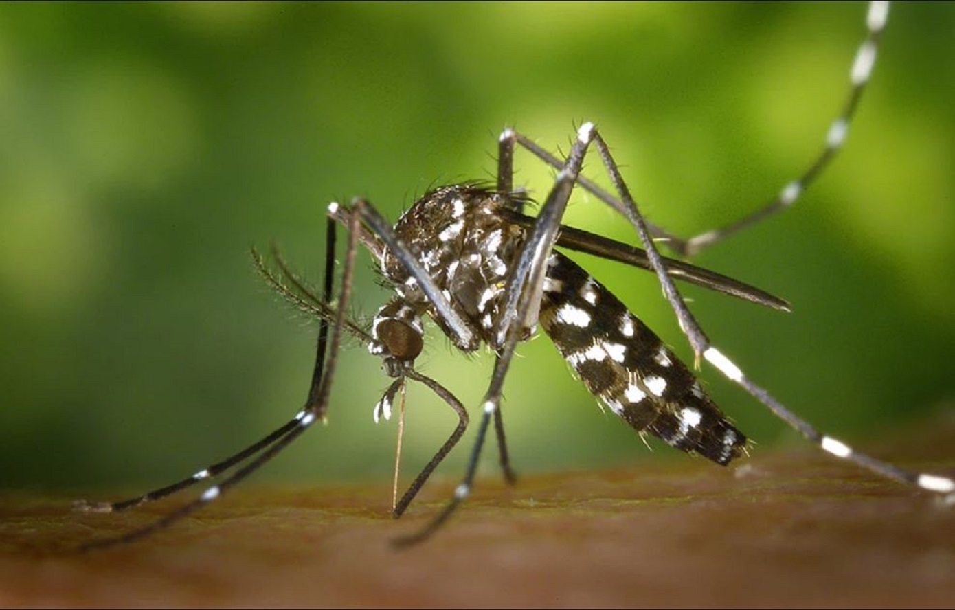 Για σμήνη κουνουπιών λόγω των υψηλών θερμοκρασιών προειδοποιούν οι ειδικοί