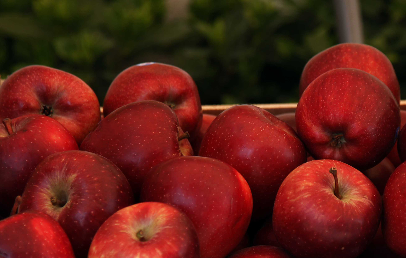 Απελπισμένοι οι μηλοπαραγωγοί που «χτυπήθηκαν» από την κακοκαιρία Daniel &#8211; Όσα φρούτα σώθηκαν έμειναν στα ψυγεία
