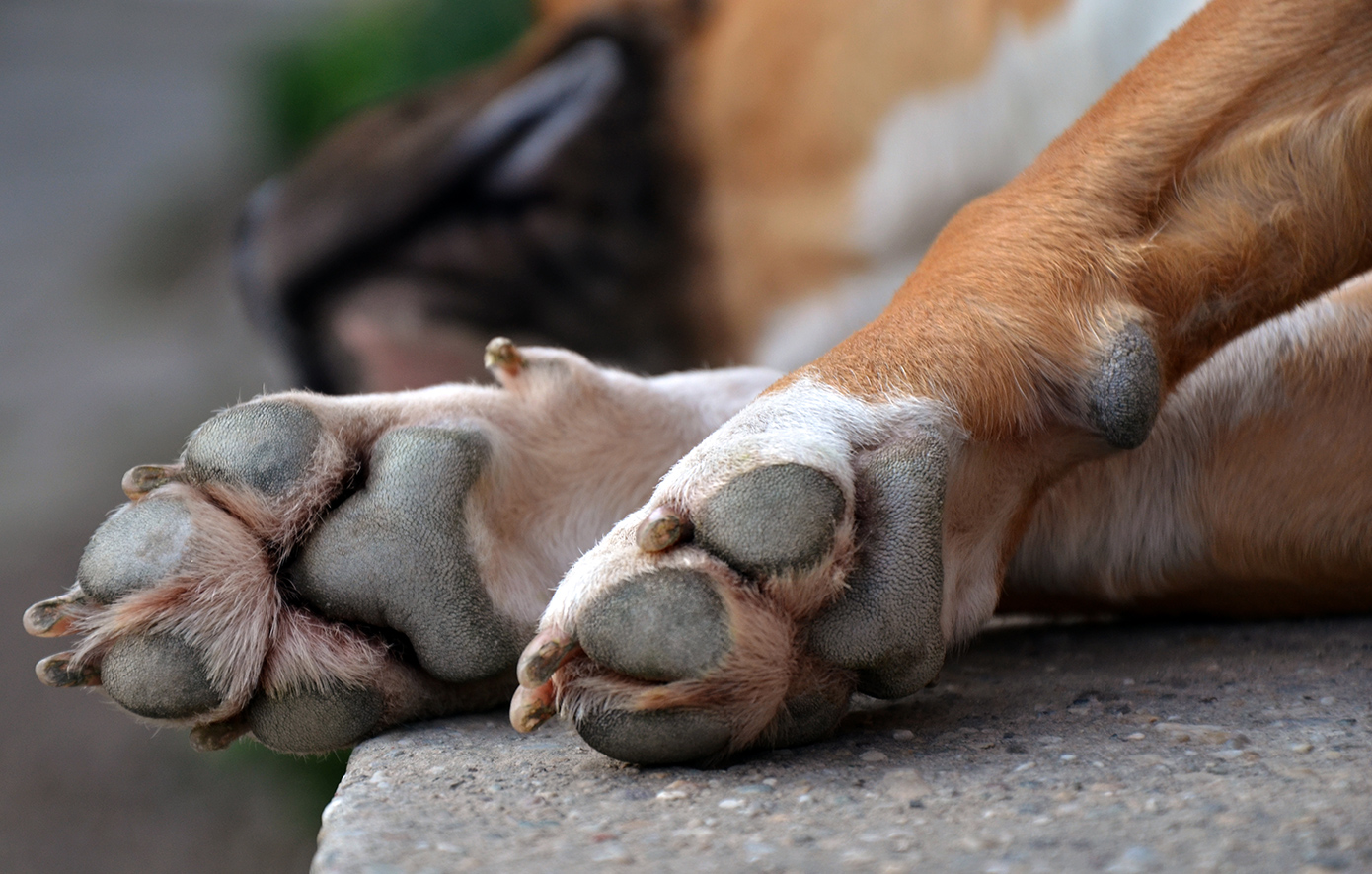 Κτηνωδία στα Ιωάννινα – Έσερνε σκύλο με αγροτικό