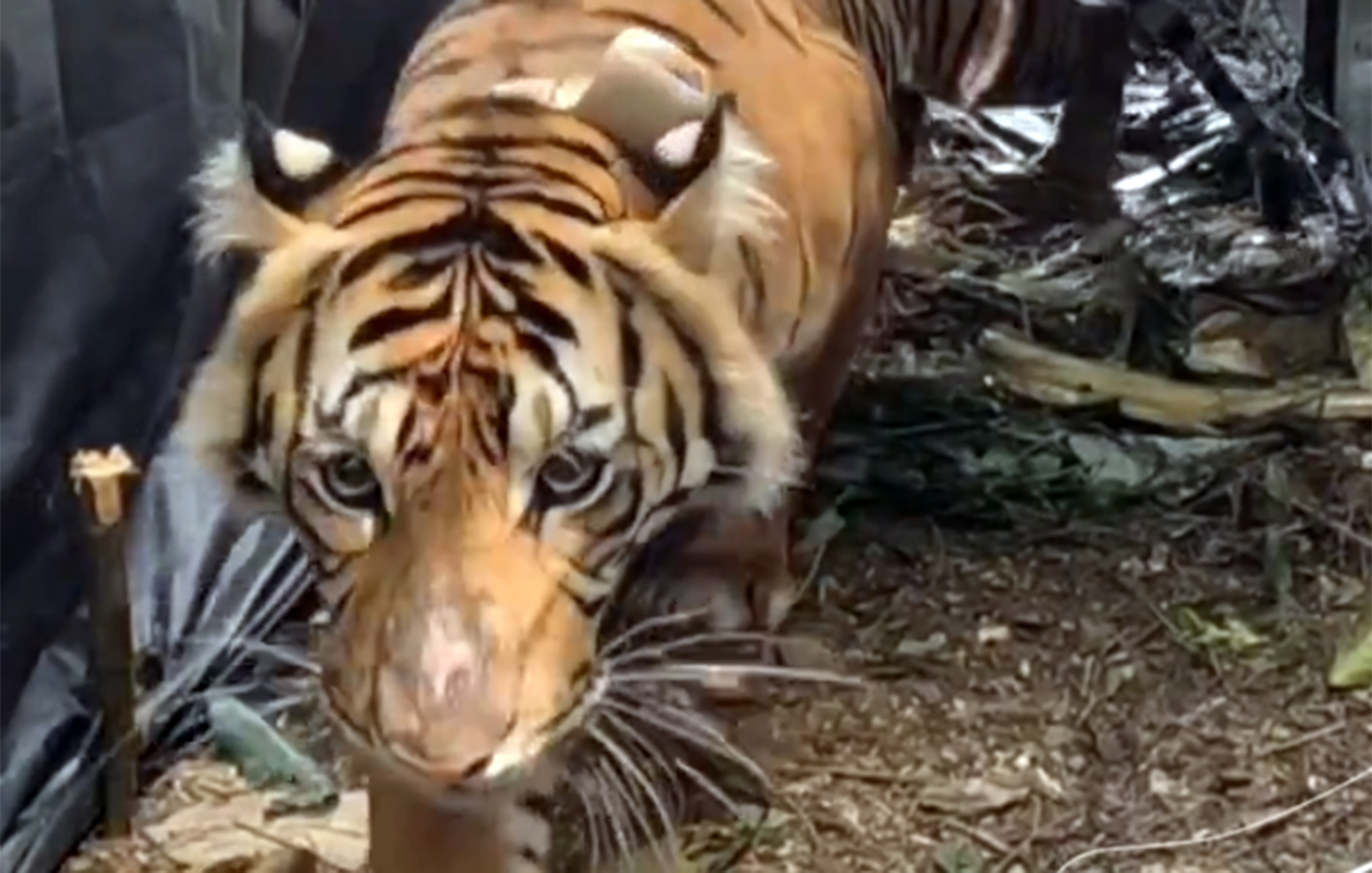 Κυνήγι τίγρεων στην Ινδονησία μετά από φονικές επιθέσεις