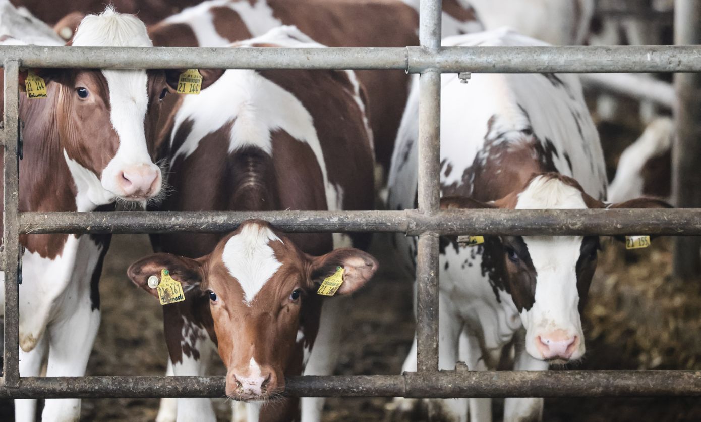 Γρίπη των πτηνών στις αγελάδες των ΗΠΑ: Πρέπει να ανησυχεί η Ευρώπη; – Τα ερωτήματα που θέτει το Politico