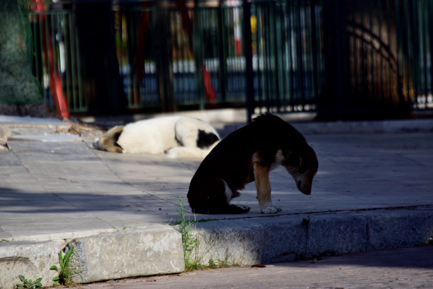 Θεσσαλονίκη: Σύλληψη 85χρονου που πυροβόλησε και τραυμάτισε αδέσποτο σκύλο