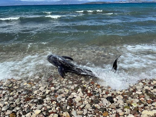 Λουόμενοι έσωσαν δελφίνι στο Ναύπλιο – Βίντεο και φωτογραφίες