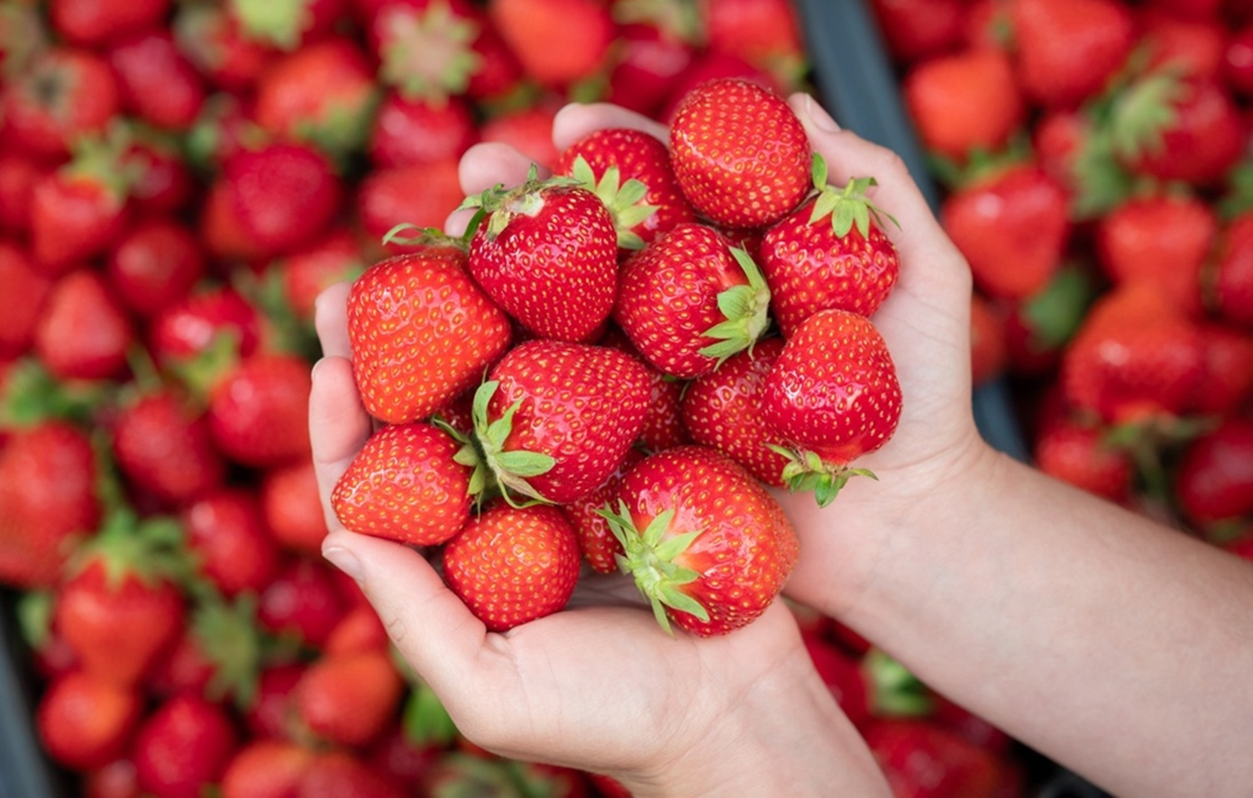 4 πράγματα που πρέπει να ξέρουμε για την φράουλα